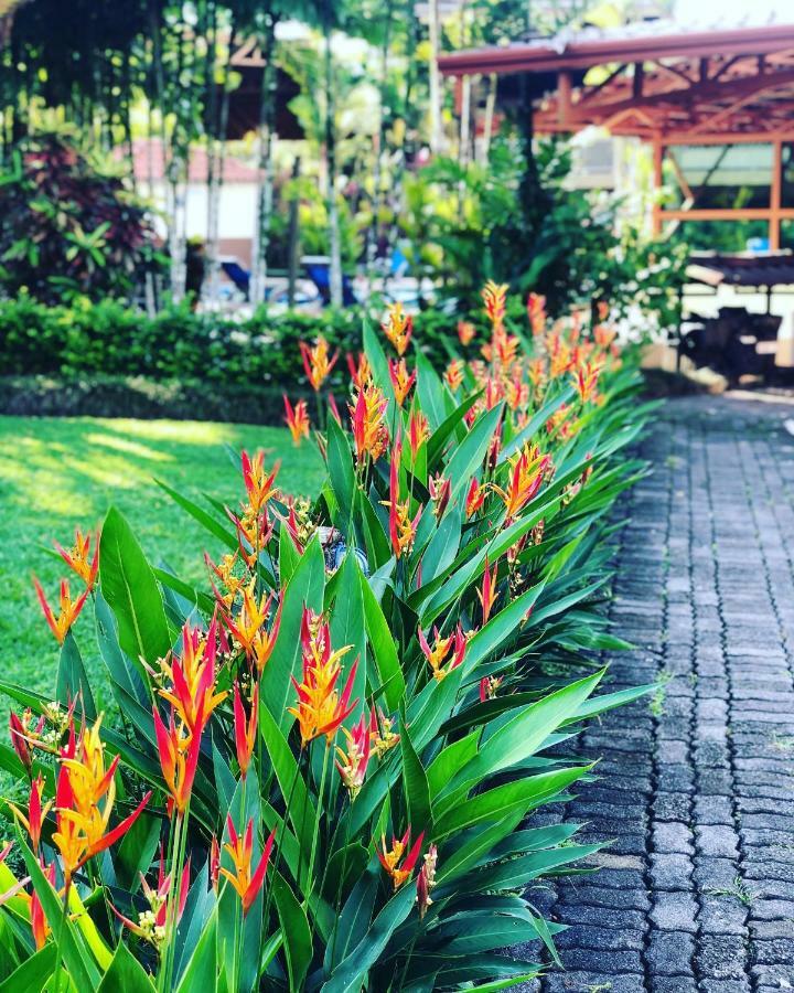 Arenal Backpackers Resort La Fortuna Εξωτερικό φωτογραφία Heliconia in a garden